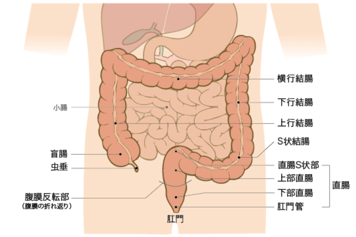 大腸がんは罹患数、死亡数ともトップクラス